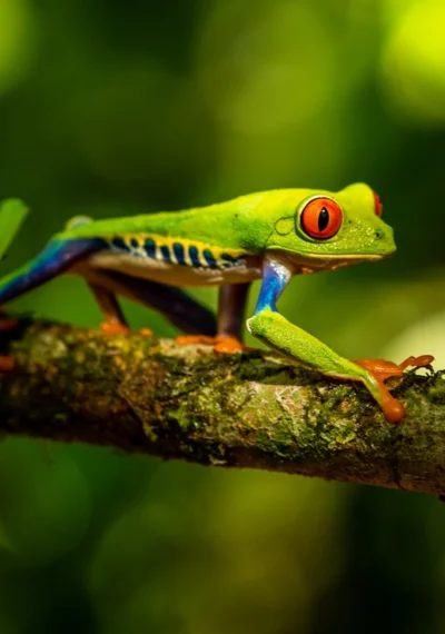 Rana verde en una rama, fauna representativa de Costa Rica
