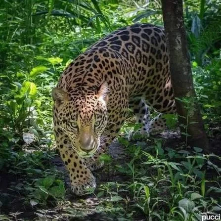 jaguar en la selva tropical de Costa Rica